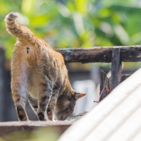 behind cat walking on house roof