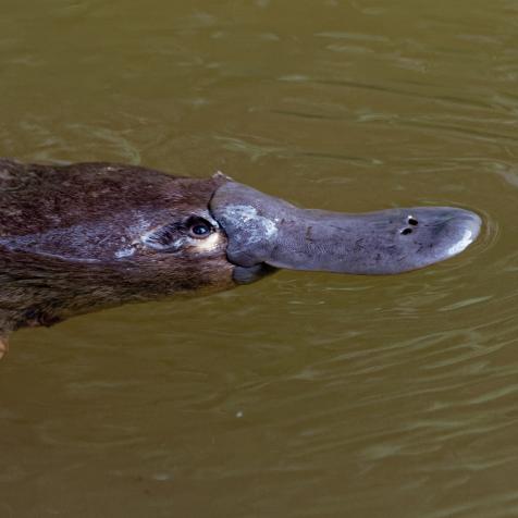 Platypus - Ornithorhynchus anatinus, duck-billed platypus, semiaquatic egg-laying mammal endemic to eastern Australia, including Tasmania.