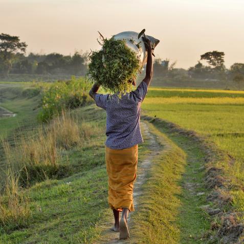 A Cowboy Collect grass for her cow and return home.