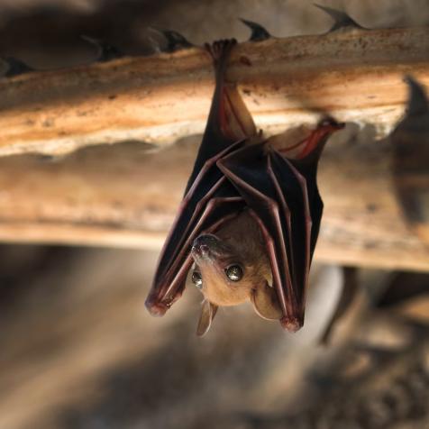 Small bat hanging on the tree