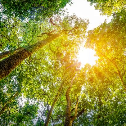 Concept of earth protection day or environmental protection hands to protect the growing forest