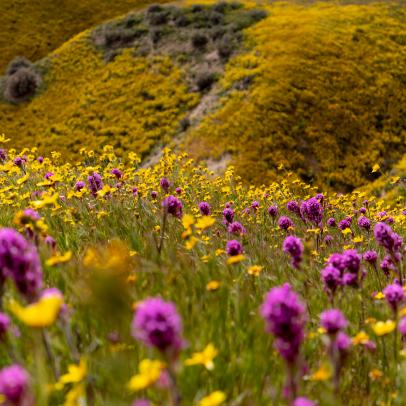 Southern California wildflower super bloom.