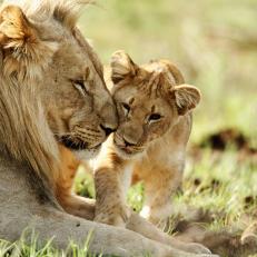 Welgevonden Game Reserve, South Africa