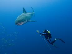 Go swimming with the sharks. From the pages of The Explorers Journal, learn how photographer Amos Nachoum finds zen to capture the ultimate apex predator on camera.