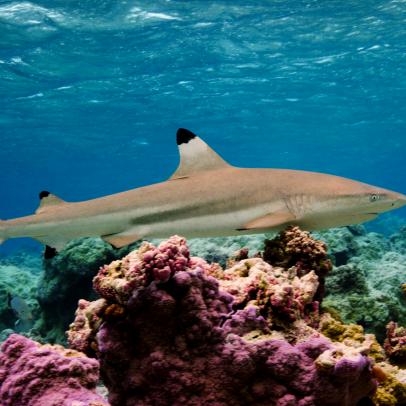 For the average visitor to Palmyra, easily the most common shark to be spotted is the black tip reef shark. Palmyra's inner lagoon is a shark nursery, which is clearly evident as you step into the water only to see a small shark swim over to warily inspect the intrusion. Black tip reef sharks are one of the most common species at Palmyra Atoll.