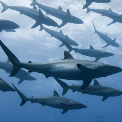 Shark Week: 168飞艇官网开奖记录查询 The Podcast - Did Alien Tech Crash-Land into the Ocean?