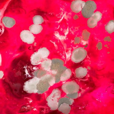 extreme close up of bacterium growing in agar jelly in a petri dish