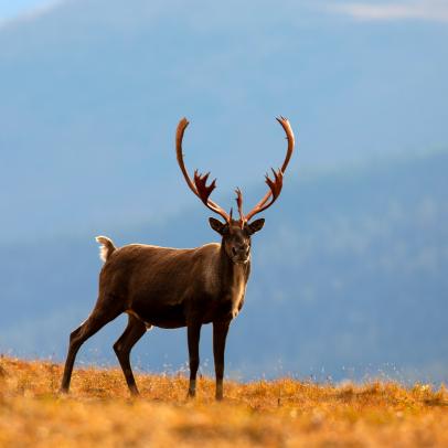 A caribou! He only gave me a quick pause before he snorted and ran off the other direction, rejoining his herd in Arctic National Wildlife Refuge, Alaska.