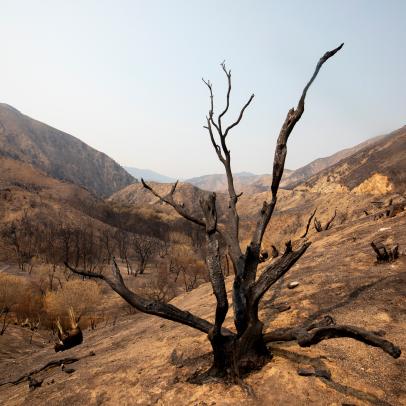 Wide angle images of a fire's aftermath are difficult to make interesting, with few subjects to focus on. This particular tree was spread wide and position in a way that allowed me to make a wide composition. 