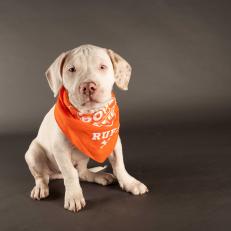 American Staffordshire Terrier/Beagle