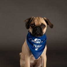 Pug Mix