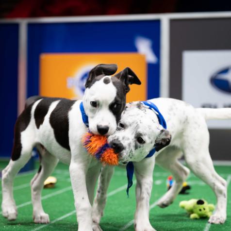 Puppies playing
