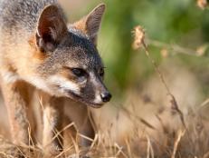 Island foxes have no natural predators, which allows them to hunt during daylight hours with peaks in activity at dusk and dawn.  The foxes have definitely become accustomed to the boatloads of people that arrive, and instead of hiding, sneak in for a closer look and for a snack. Feeding the foxes is not only illegal, but could hurt them, so visitors are strongly advised to keep food in special "fox boxes" and away from prying paws.