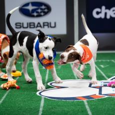 Puppies playing
