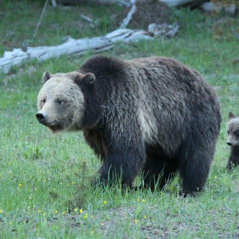 YELLOWSTONE NATIONAL PARK, WYOMING, UNITED STATES - 2017/06/02: A Mother Grizzly and her cub walk through a meadow in Yellowstone National Park. (Photo by Will Powers/SOPA Images/LightRocket via Getty Images)