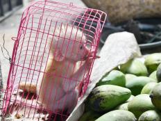little baby monkey in a cage black market business of wildlife trafficking