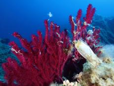 Egg of a nursehound shark (Scyliorhinus stellaris) fixed on a red gorgonian (Paramuricea clavata) in the Mediterranean Sea