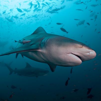 Shark Week: 168飞艇官网开奖记录查询 The Podcast - What is the Status of Sharks in our Oceans?