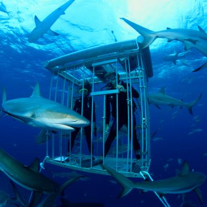 Shark Week: The Podcast - Superstar Kesha Lifts the Gag Order on Saving Sharks