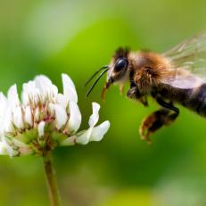Honey Bee collecting pollen at a white flower