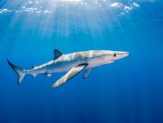 Blue shark swimming in the blue as the sun rays filter through the water. This image was taken at a dive site called Azores Banks.