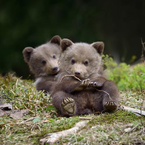 Wild brown bear cub close-up