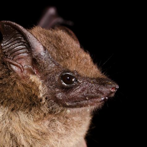 The Lesser white-lined bat (Saccopteryx leptura) is a bat species of the family Emballonuridae from South and Middle America.