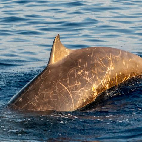 Dolphin goose beaked Cuvier's whale ultra rare to see