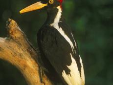 Ivory-billed woodpecker, Campephilus principalis, mounted specimen, It is probably extinct; last sighted in the 1980s, Louisiana, USA (Photo by: Auscape/Universal Images Group via Getty Images)