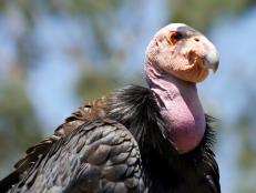 Close up of California Condor, Gymnogyps californianus, largest vulture in North America.