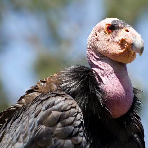 Close up of California Condor, Gymnogyps californianus, largest vulture in North America.