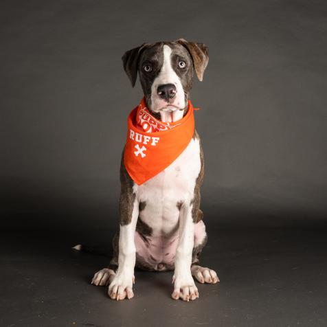 American Staffordshire Terrier/ Catahoula Leopard Dog