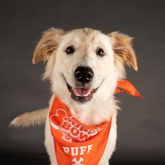 Great Pyrenees/ Australian Shepherd