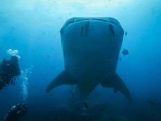 Divers swim alongside whale sharks to perform various tasks like blood draws and fin tagging for satellite tracking.  