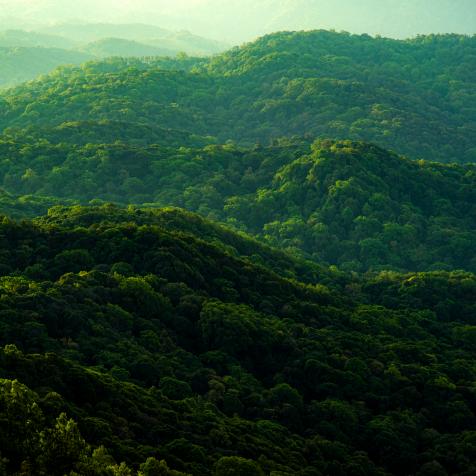 Concept of earth protection day or environmental protection hands to protect the growing forest