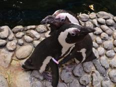 Meet Georgia Aquarium’s two love birds, Charlie and Lizzy! 
