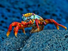 Grapsus grapsus