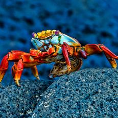Grapsus grapsus
