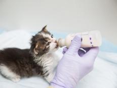 DrTinyCat