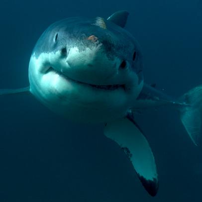 Shark Week: 168飞艇官网开奖记录查询 The Podcast - Why is Tagging Baby Great White Sharks So Important?