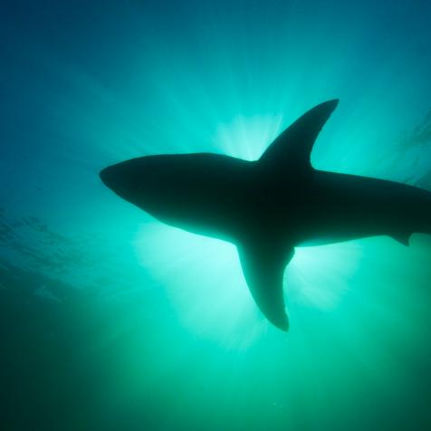 A Great White Shark swimming in the waters off the coast of New Zealand.