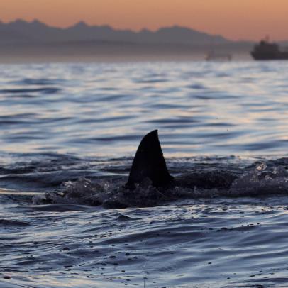 Shark Week: The Podcast - Shipwrecked & Surrounded by Sharks