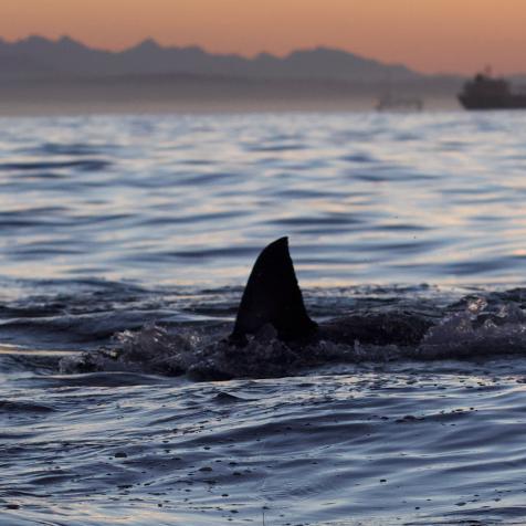 A great white shark in Mossel Bay, South Africa.