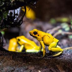 Georgia Aquarium is home to several species of poison dart frog, several of which are listed as endangered. This species faces a major threat from human activities, such as habitat loss. 