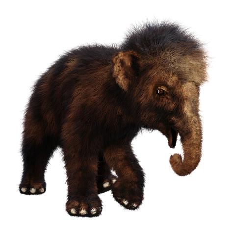 3D rendering of a woolly mammoth baby isolated on white background
