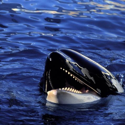 Orca