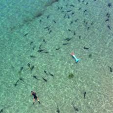 From the air you can truly appreciate the scale of this gathering of leopard sharks, which is one of the largest in the world. The drone operator not only was able to capture tons of sharks in each frame, but also photographed Ian Shive and Mermaid Linden as the sharks swam around them.