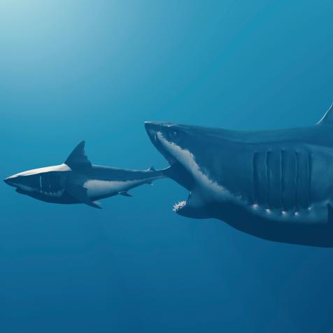 Big fish eat small fish, Finance or law of nature. Horizontal composition no clipping path.