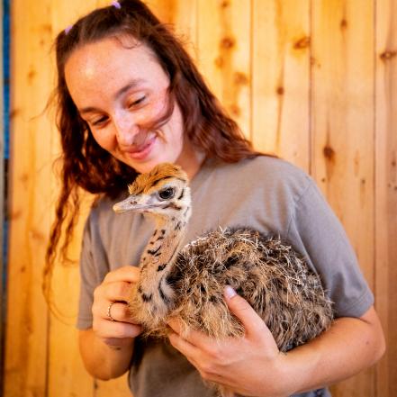 Baby ostrich are much gentler and friendlier, allowing you to pick the up and hold them. Perhaps a bit too cute for my goal of a quirky greeting card.