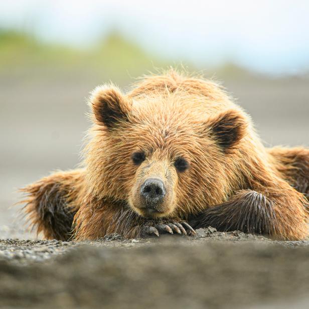 1354942979 A young coastal brown bear cub lays on a beach waiting for mom to catch fish in Alaska
